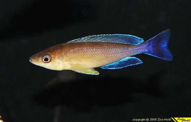 Cyprichromis sp. 'leptosoma jumbo' Moliro